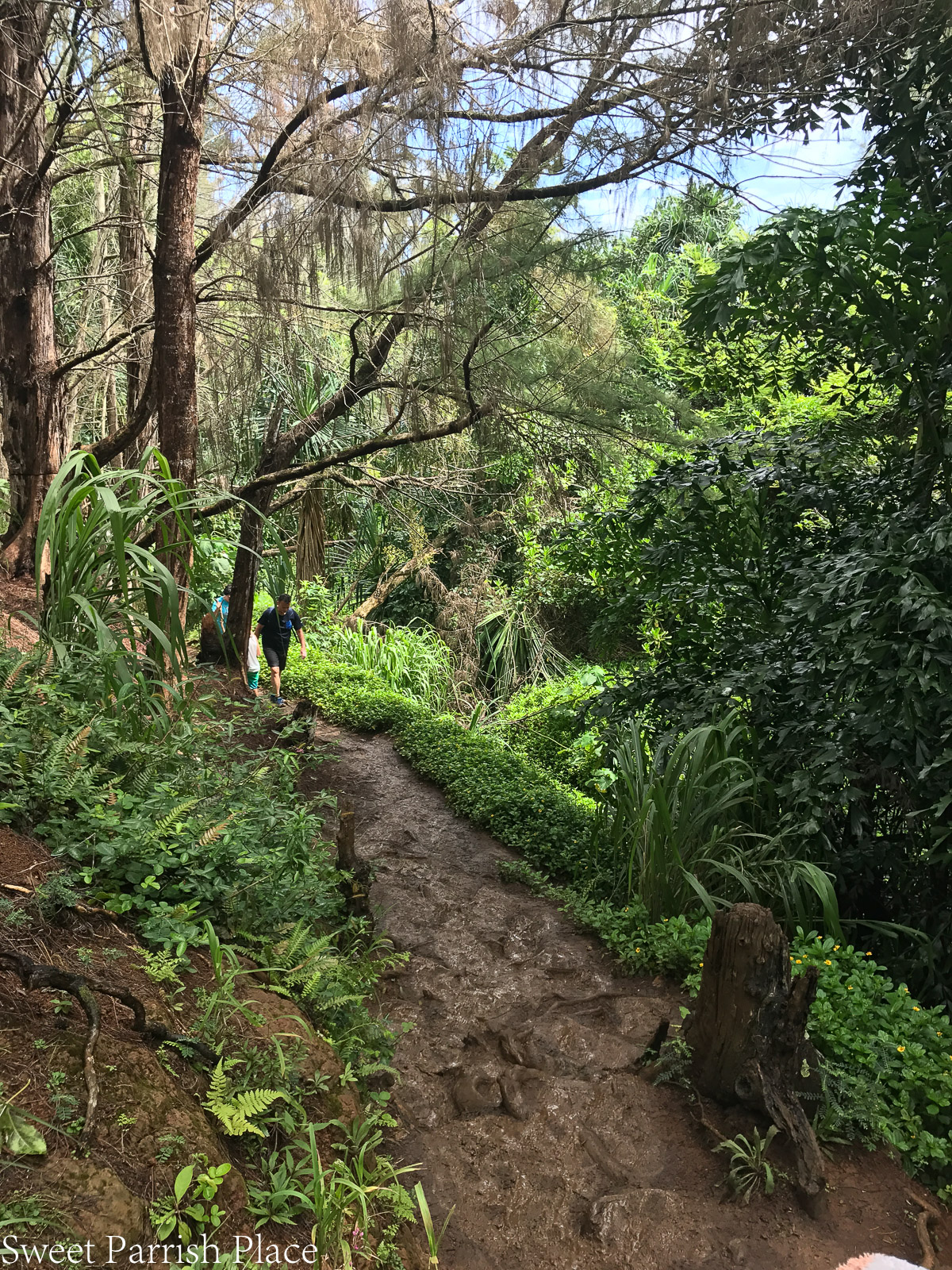 Trip Report Kauai Hawaii