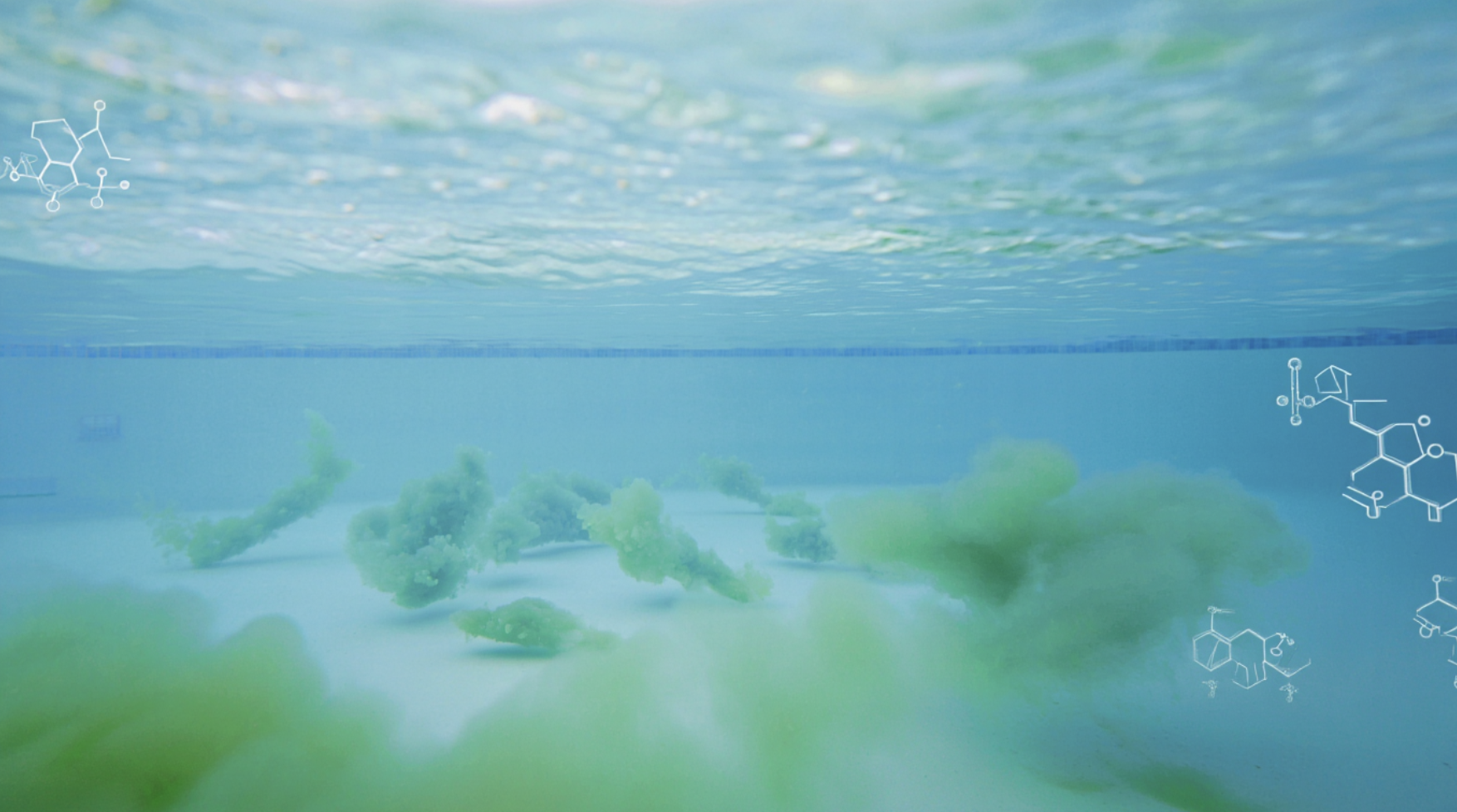 Algae_or_Bacterial_Growth
