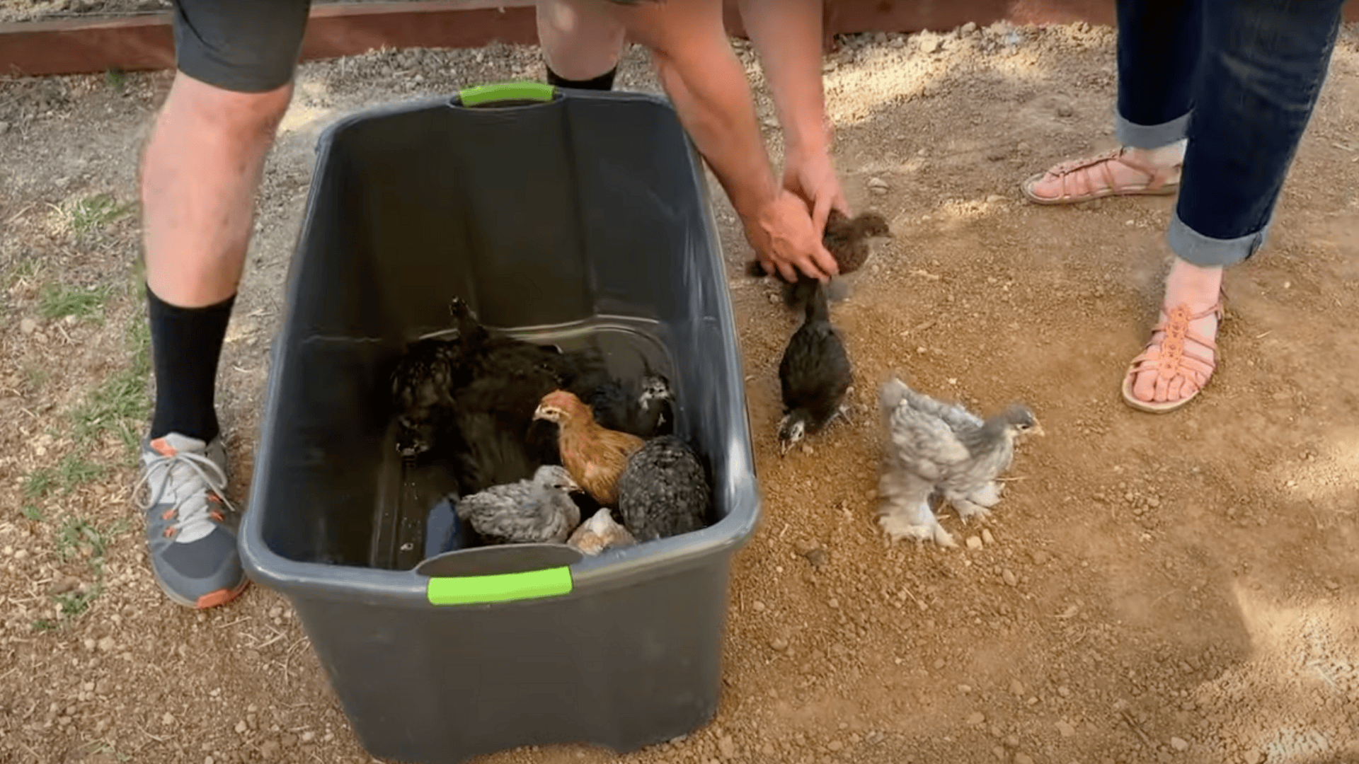Step_5_Introduce_Your_Chickens