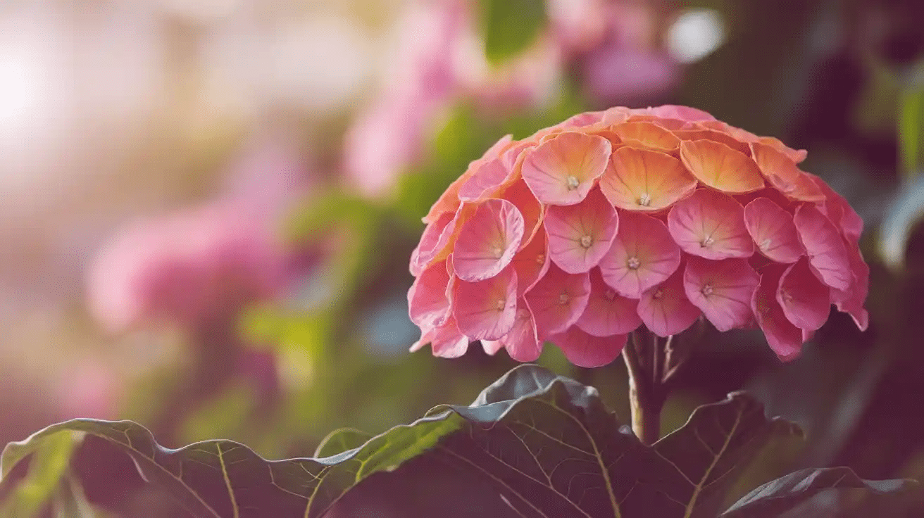 Kalanchoe